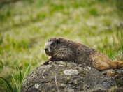 Olympic national park
