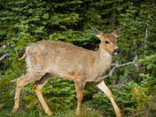 Olympic national park