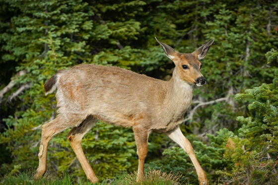 Olympic national park