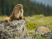 Olympic national park