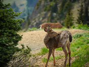 Olympic national park