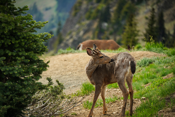 Olympic national park