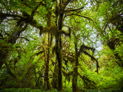 Olympic national park