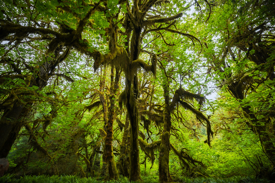 Olympic national park