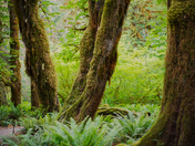 Olympic national park