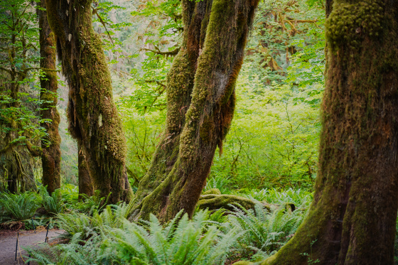 Olympic national park