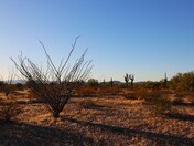 Organ Pipe Cactus National Monument