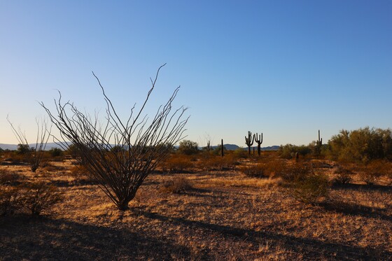 Organ Pipe Cactus National Monument