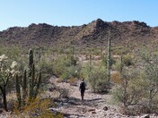 Organ Pipe Cactus National Monument