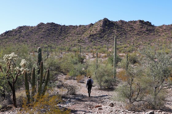 Organ Pipe Cactus National Monument