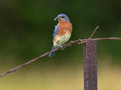 Eastern Bluebird