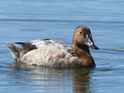 Canvasback