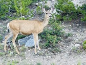 Rocky Mountain National Park 