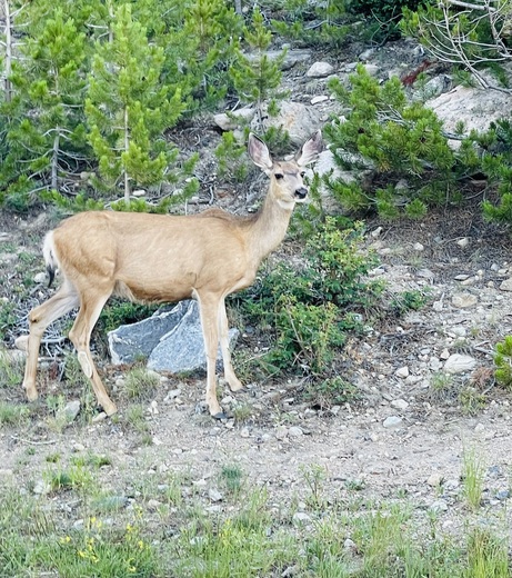 Rocky Mountain National Park 