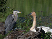 Interspecies Friendship