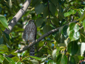 Sharp-shinned Ambush