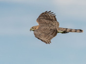 Sharp-shinned Ambush