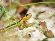 Curious Garter Snake #1 & #2