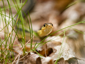 Curious Garter Snake #1 & #2
