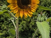 The one and only....🌻