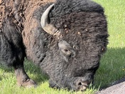 Wind Cave National Park