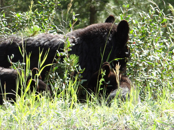 Yellowstone National Park