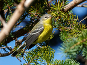 Magnolia Warbler