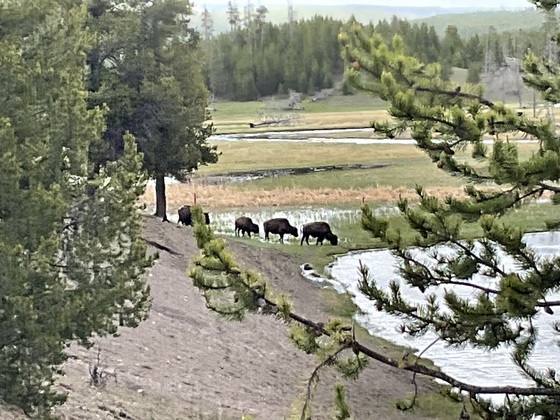 Yellowstone