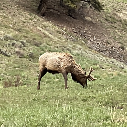 Yellowstone