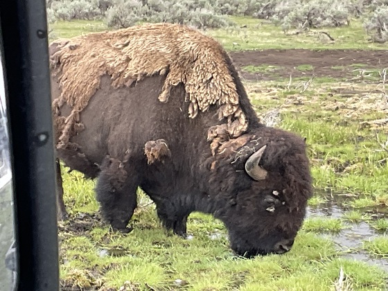 Yellowstone