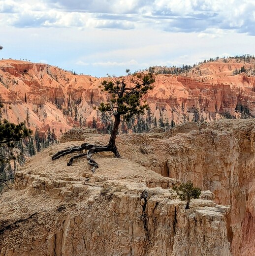 Bryce National Park