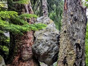 Mt. Rainier National Park
