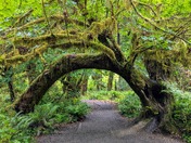 Olympic National Park