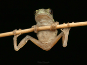Grey tree frog