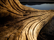 Log and a lake