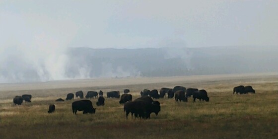 Yellowstone