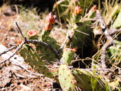 Grand Canyon National Park
