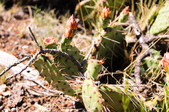 Grand Canyon National Park