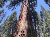 Sequoia National Park