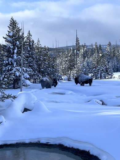 Yellowstone National Park