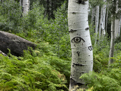 Coconino National Forest