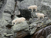Goats in Yoho NP