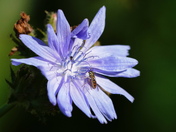 From the flower and bee collection