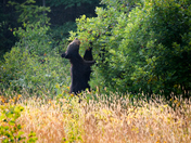 Bear-y pickin season