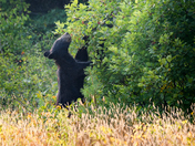 Bear-y pickin season