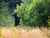 Bear-y pickin season