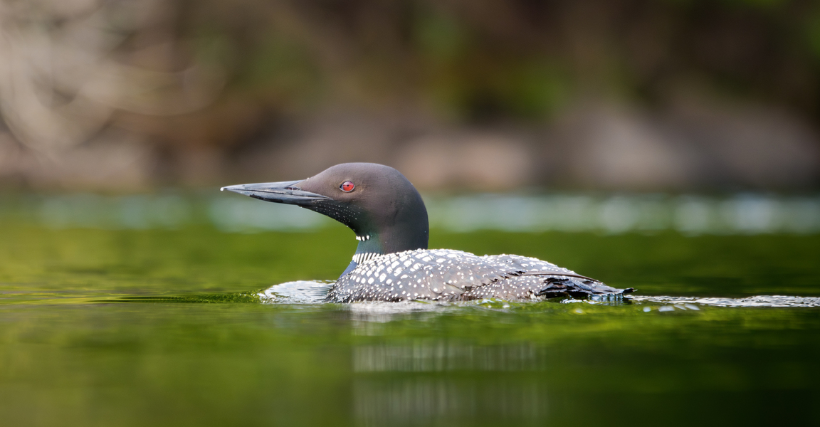 Loon