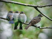 Eastern Wood-Pewee Family