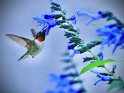 Male Ruby -throated Hummingbird