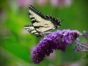 Eastern Tiger Swallowtail